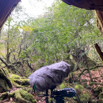 屋久島 - 雨の三本足杉 02:28pm の表紙