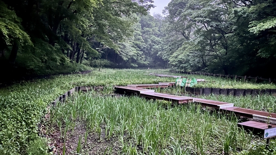 水音とシュレーゲルアオガエルA 06:53pm(HPLバイノーラル) の表紙
